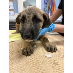 Photo of Larry, adoptable Terrier (Unknown Type, Medium) in Jurupa Valley, California