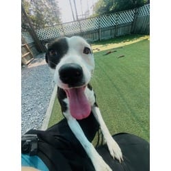 Photo of Summer, adoptable Mixed Breed (Medium) in Port St. Joe, Florida