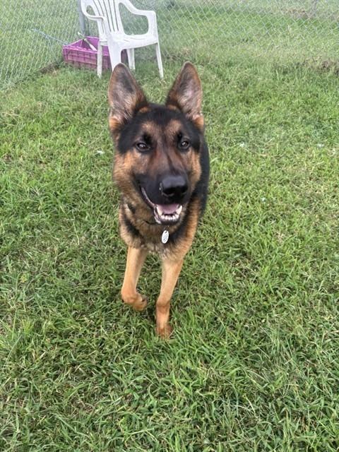 Photo of Baylor, adoptable German Shepherd Dog in Forestville, Maryland