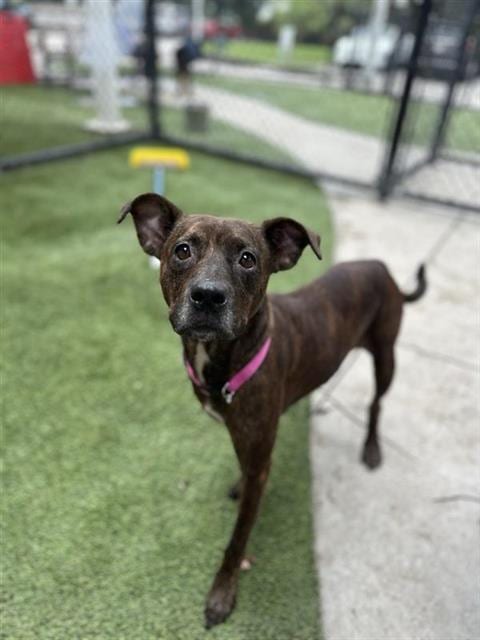 Photo of Maxine, adoptable Pit Bull Terrier in Miami, Florida