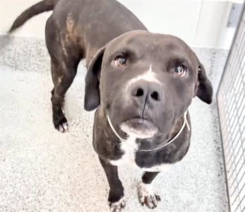 Photo of James Earl Bones, adoptable Pit Bull Terrier in Houston, Texas