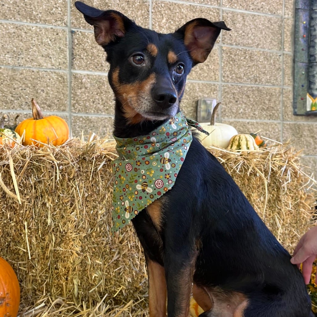 Photo of Maddox, adoptable Mixed Breed (Medium)