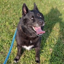 Photo of Storm, adoptable Husky in Syracuse, New York