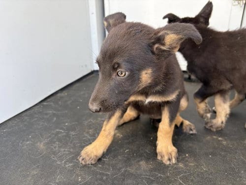 Photo of Rose, adoptable German Shepherd Dog in Riverside, California