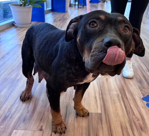 Photo of Pansy, adoptable Pit Bull Terrier in Rowlett, Texas