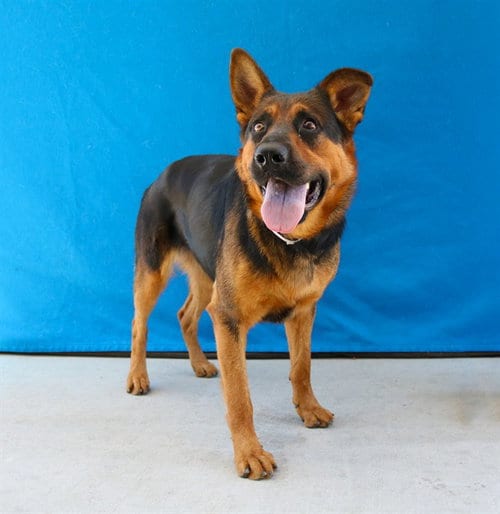 Photo of Lola, adoptable German Shepherd Dog in Baldwin Park, California
