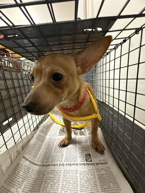 Photo of Lil Man, adoptable Chihuahua in Pasadena, Texas