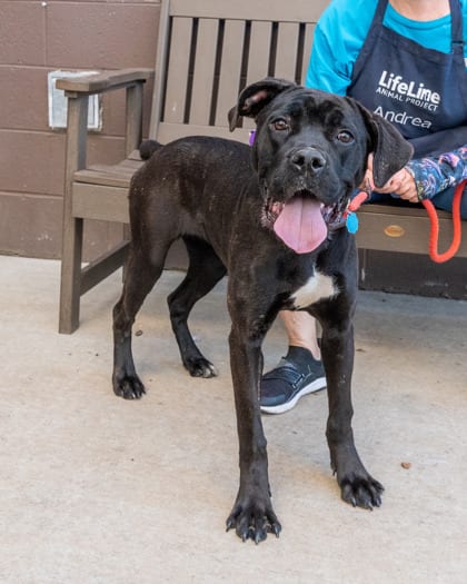 Photo of Qwinnie - IN FOSTER, adoptable dog in Chamblee, Georgia