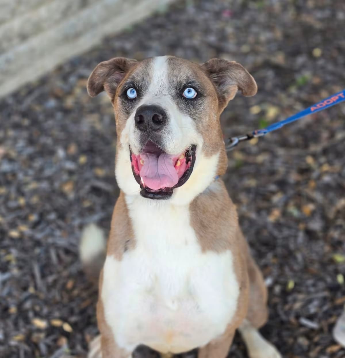 Photo of Tuffy JuM, adoptable Catahoula Leopard Dog/American Pit Bull Terrier in Baltimore, Maryland