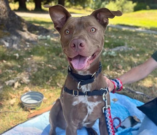 Photo of Scout, adoptable Pit Bull Terrier in Santa Rosa, California