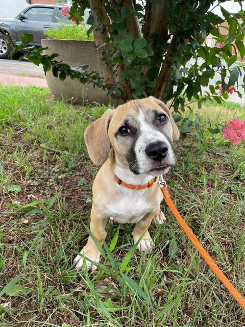 Photo of King, adoptable Pit Bull Terrier in Derwood, Maryland