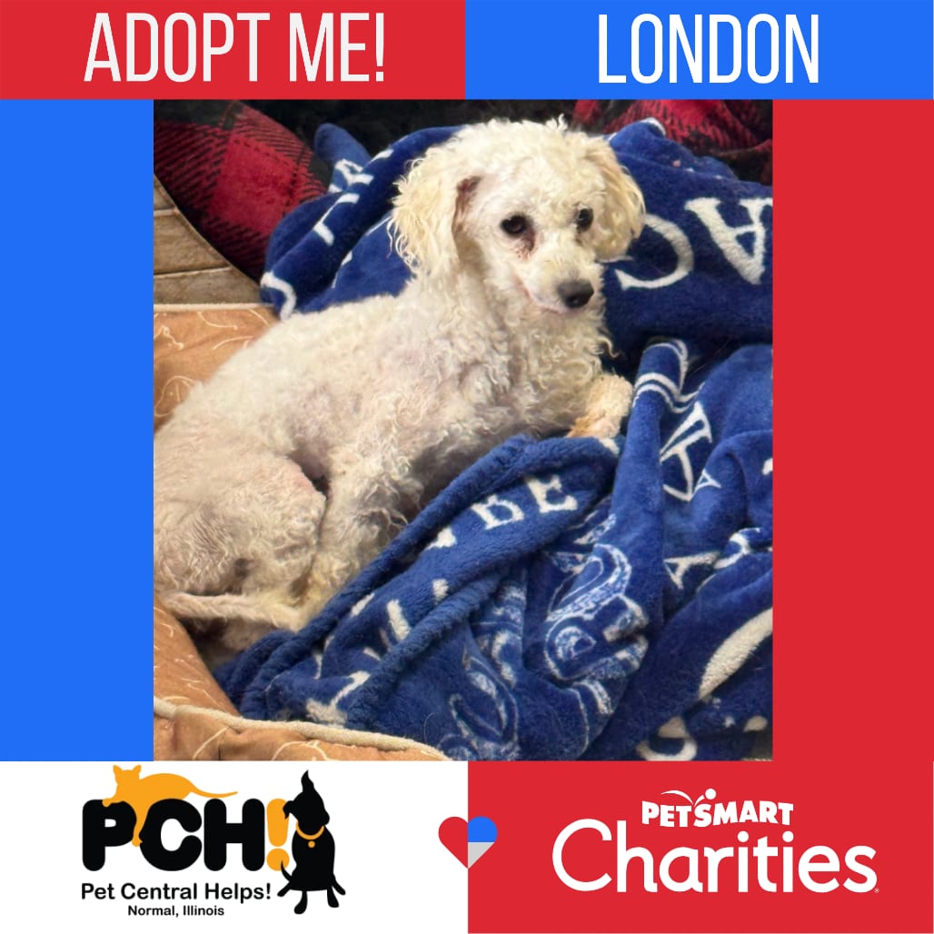Photo of London, adoptable Bichon Frise in Normal, Illinois