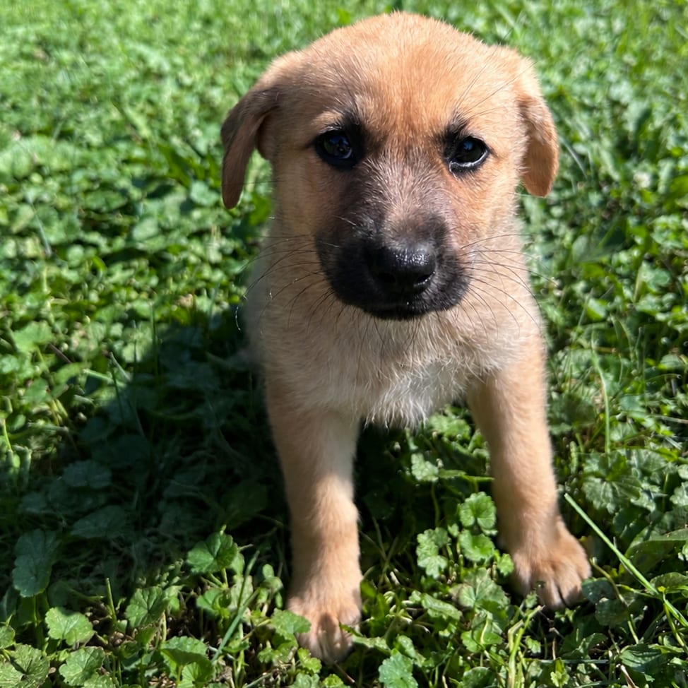 Photo of Pork Chop, adoptable Mixed Breed (Medium) in Buffalo, Minnesota