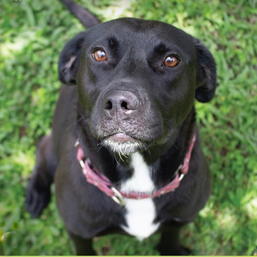 Photo of Miriam, adoptable Labrador Retriever in Bloomfield, Connecticut