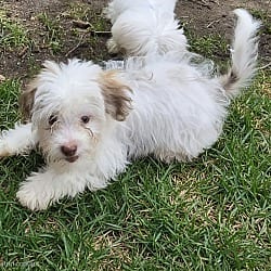 Photo of Zhari, adoptable Shih Tzu in Union Grove, Wisconsin