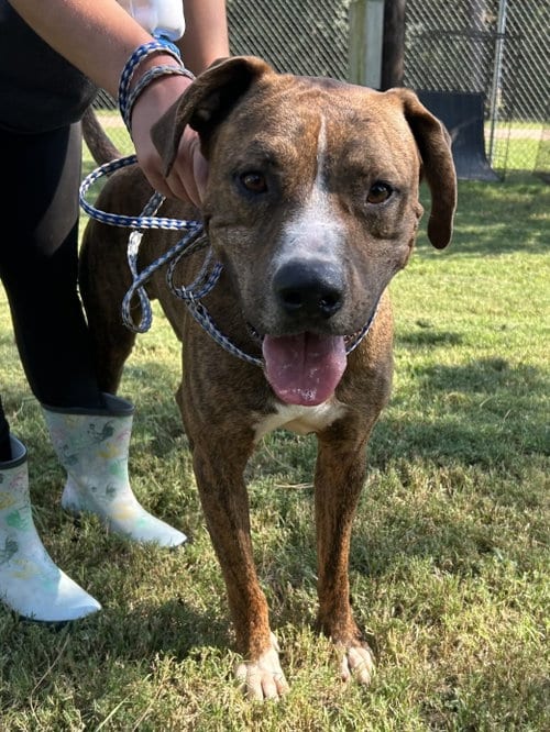 Photo of Elvis, adoptable Boxer in Sheridan, Texas
