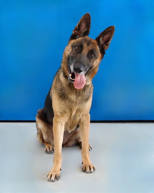 Photo of Lady, adoptable German Shepherd Dog in Baldwin Park, California