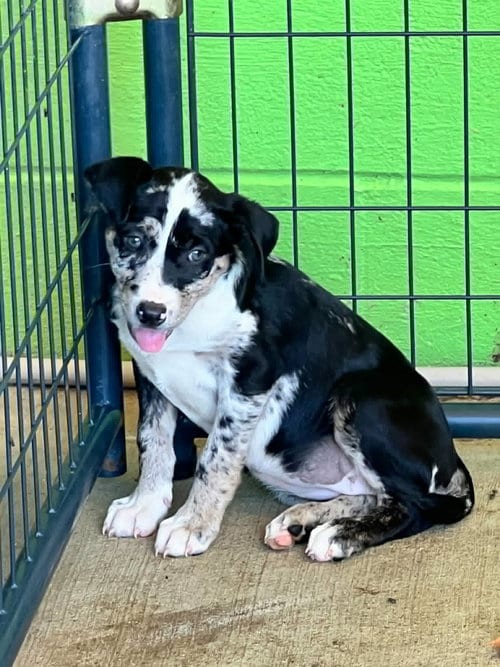 Photo of Iris (NY-Sarah), adoptable Great Dane in SHERBURNE, New York