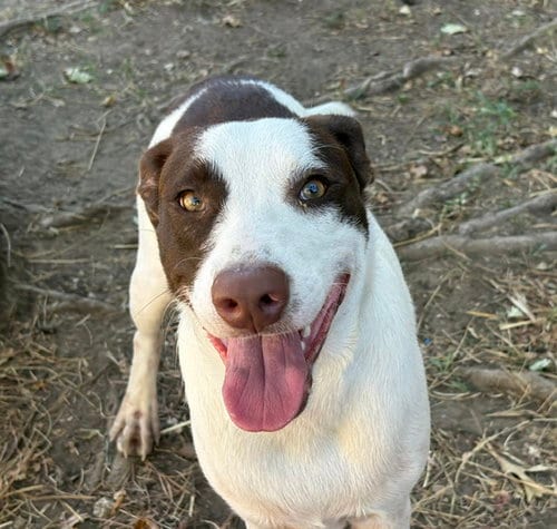 Photo of Mister, adoptable Pit Bull Terrier in Tulsa, Oklahoma