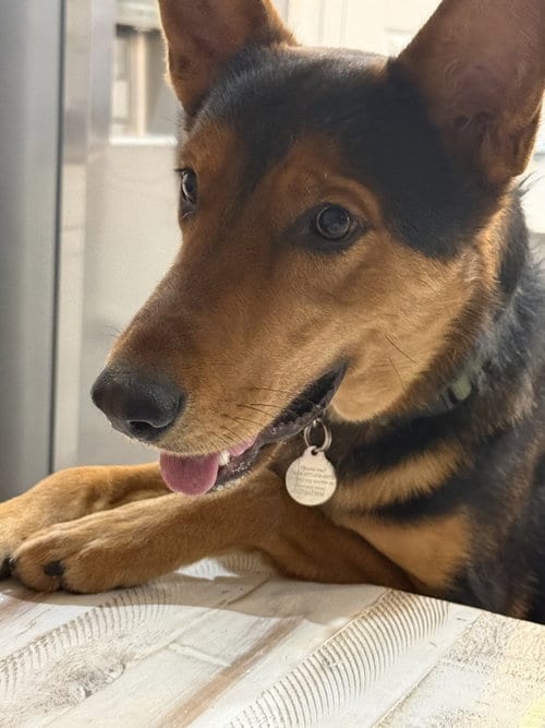 Photo of Loki #12, adoptable German Shepherd Dog in Chandler, Arizona