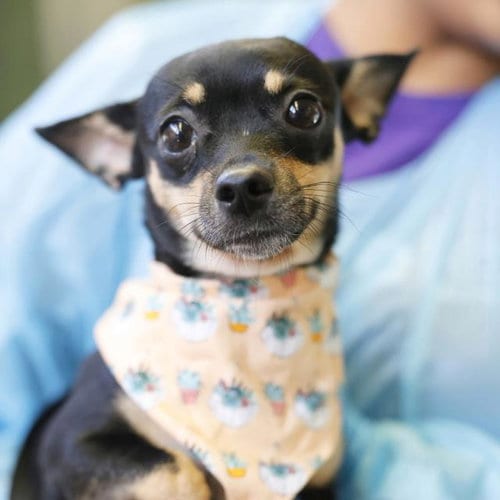 Photo of Shorty, adoptable Chihuahua in San Antonio, Texas