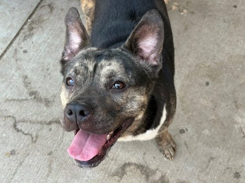 Photo of Sheeba, adoptable Pit Bull Terrier in Tulsa, Oklahoma