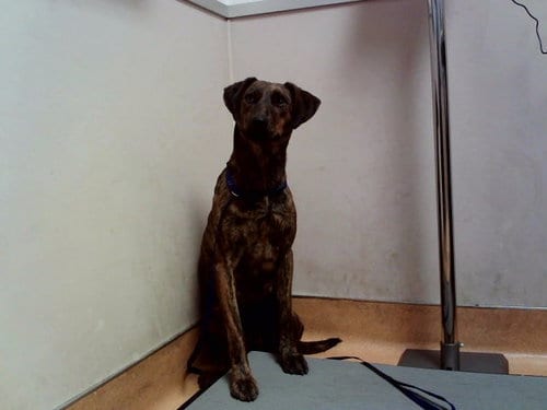 Photo of Tetra, adoptable Terrier in Martinez, California