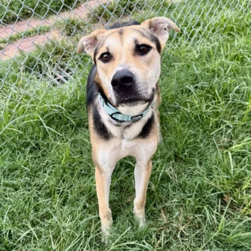 Photo of Kane, adoptable German Shepherd Dog in Houston, Texas