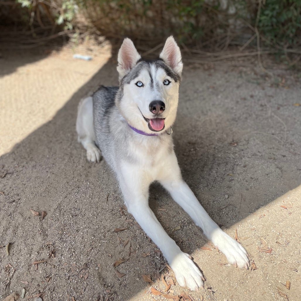 Photo of Giselle, adoptable Husky, Siberian / Mixed Breed (Medium) in Riverside, California