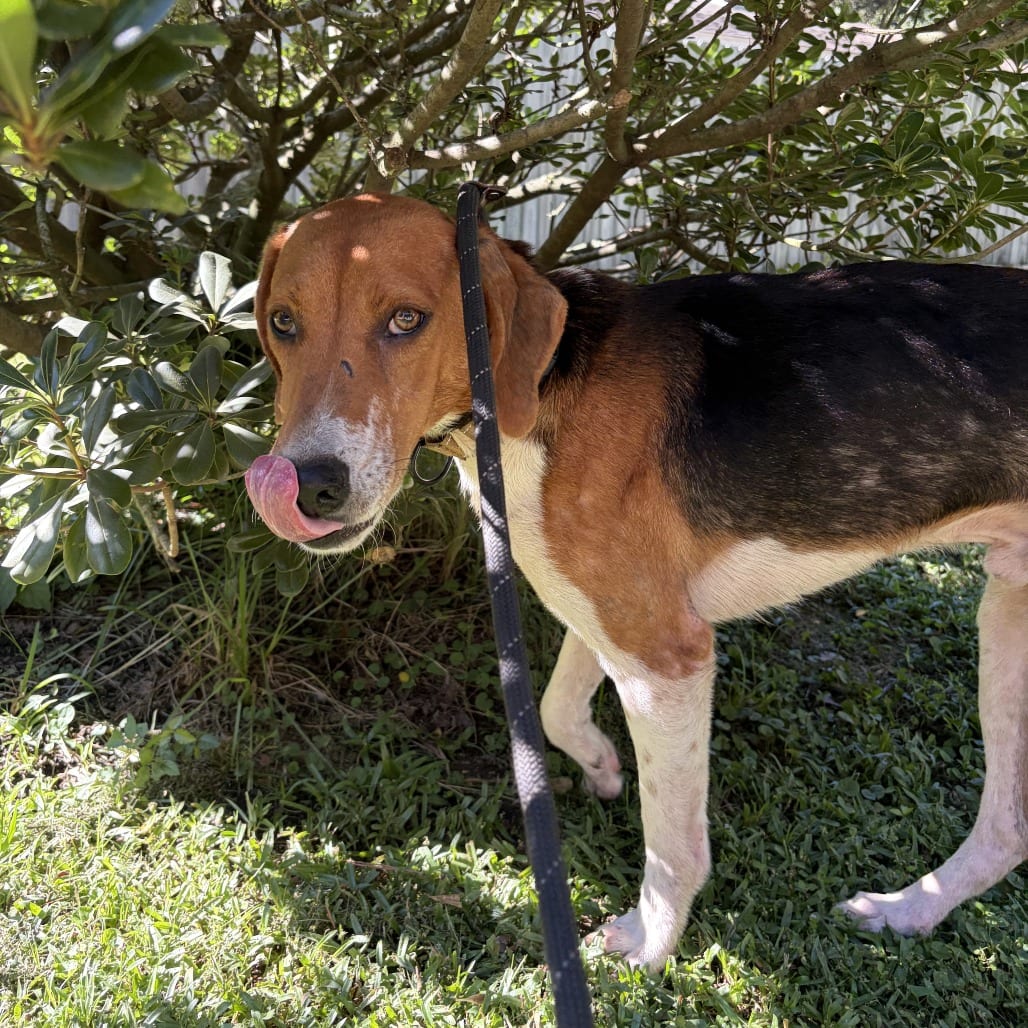 Photo of Copper, adoptable Hound in Summerville, South Carolina