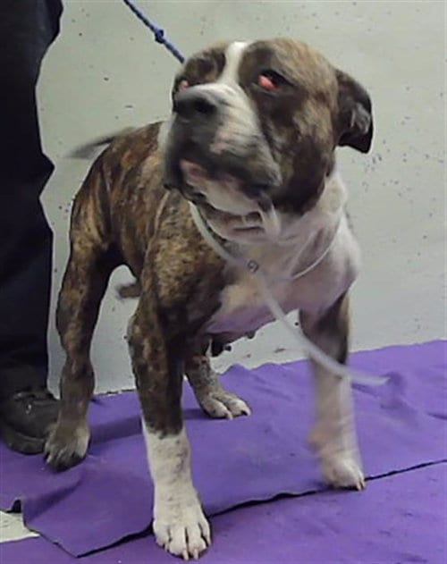 Photo of A2102054, adoptable American Bulldog in Houston, Texas