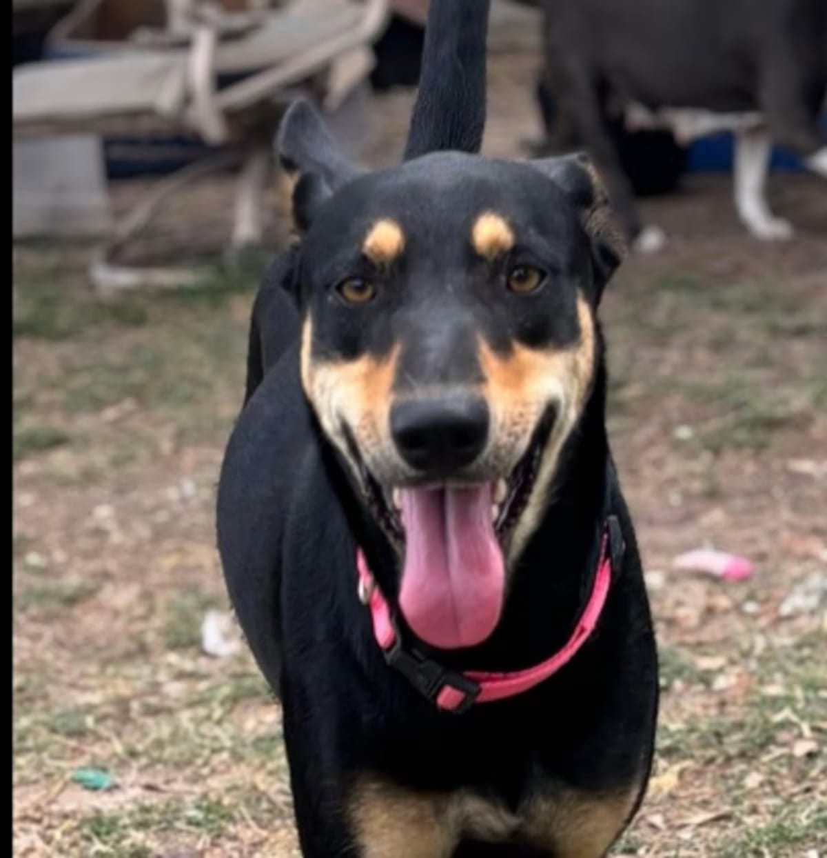 Photo of Mimi, adoptable Australian Kelpie in Colorado Springs, Colorado