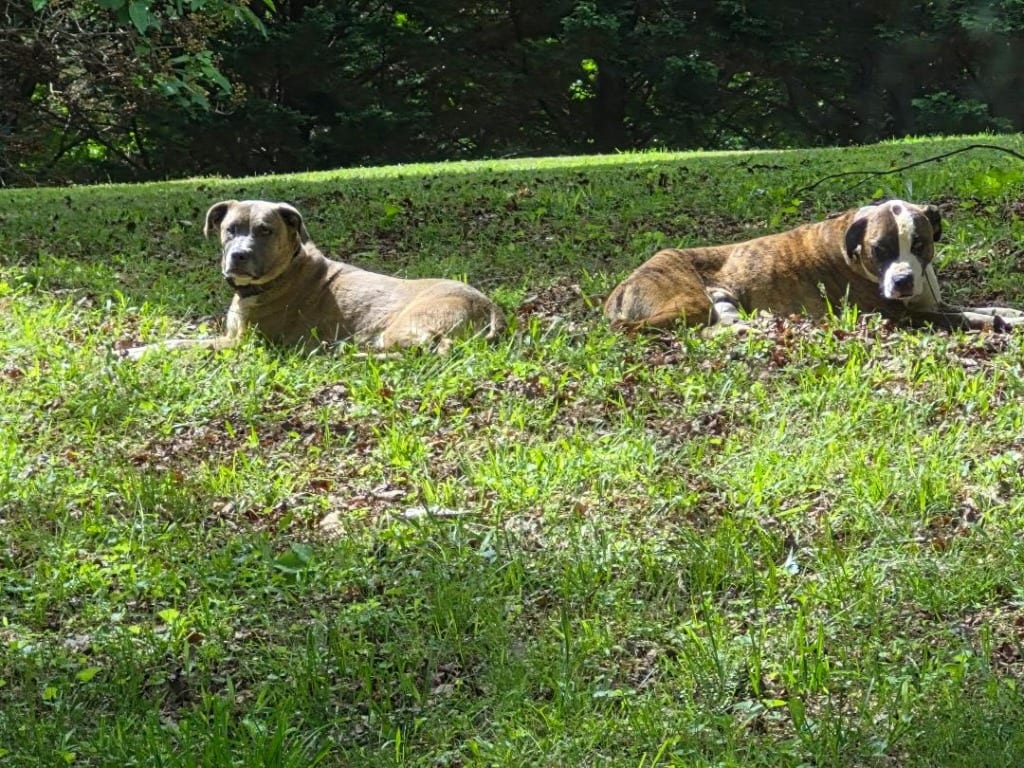 Photo of Beau, adoptable Boxer in Chickamauga, Georgia