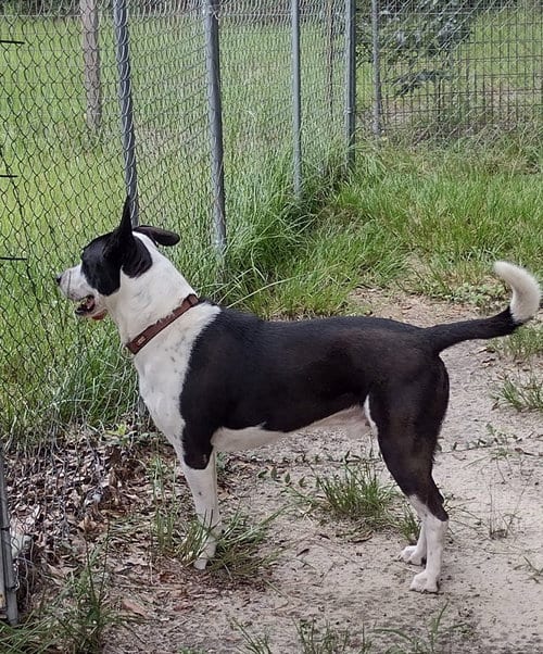 Photo of Rusty, adoptable Border Collie in Camden, South Carolina