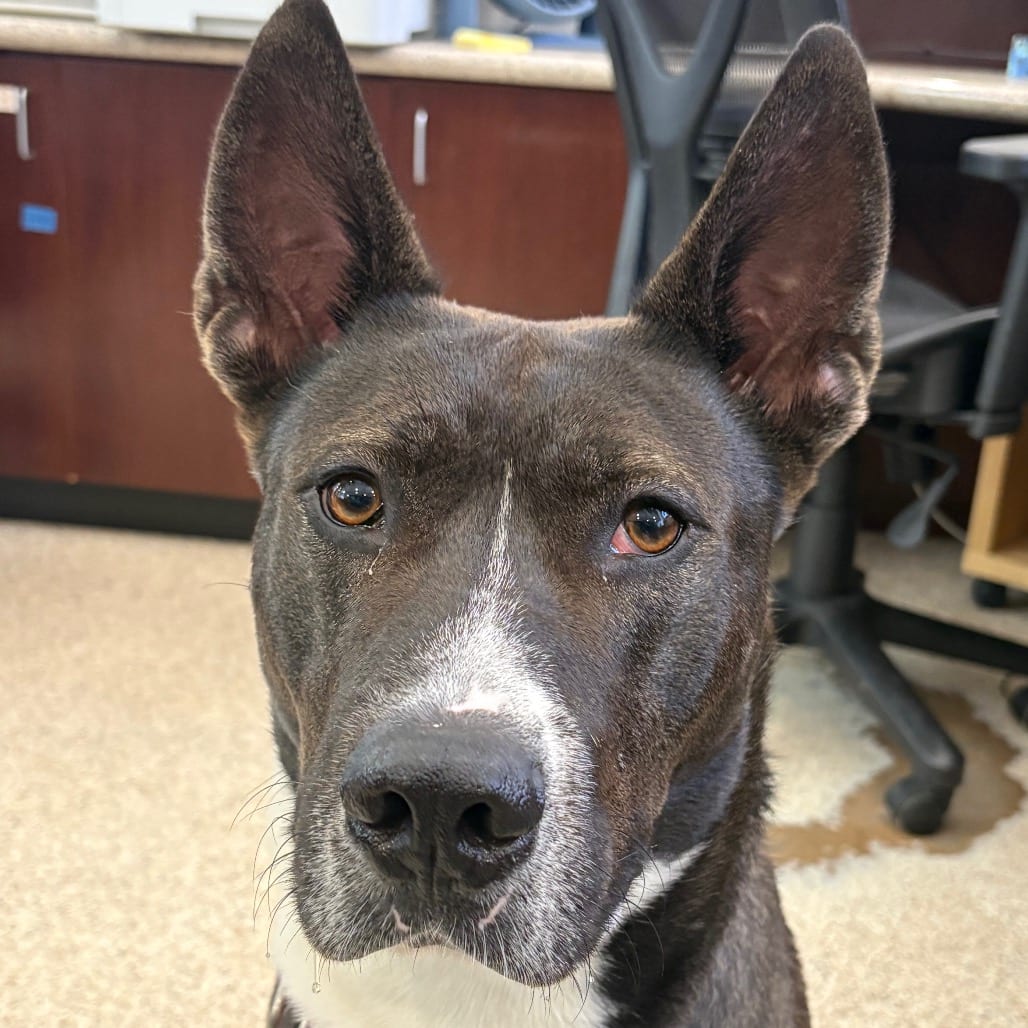 Photo of Doug, adoptable Akita / Mixed Breed (Large) in Houston, Texas