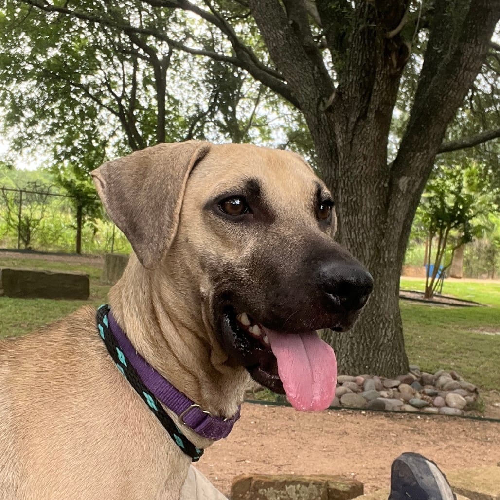 Photo of Scrappy, adoptable Black Mouth Cur / Mix in Houston, Texas