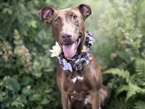 Photo of Dolly, adoptable Doberman Pinscher in San Pedro, California