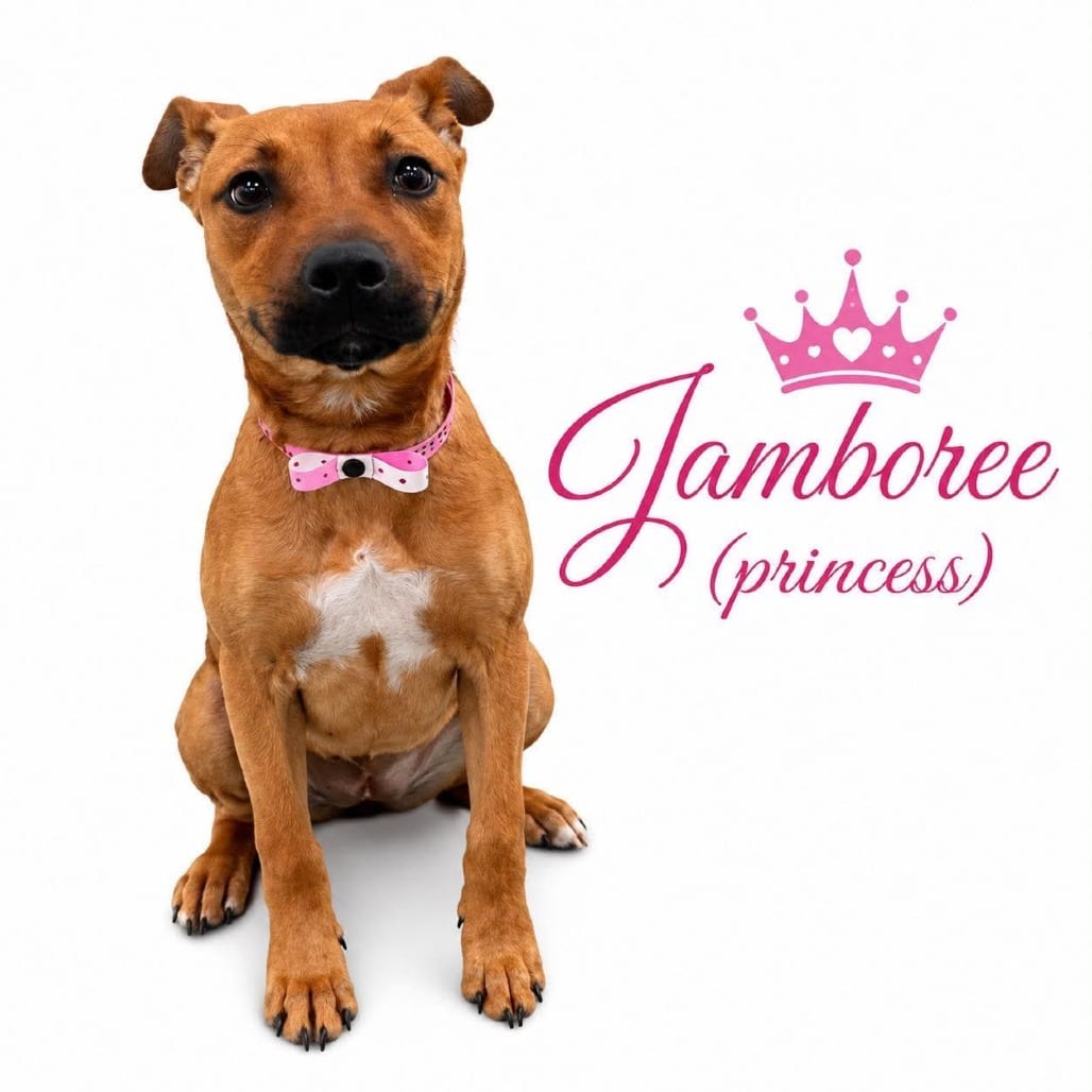 Photo of Jamboree (princess), adoptable Mixed Breed (Medium)