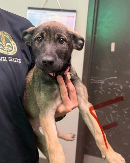 Photo of Stella (NY-Emily), adoptable Belgian Shepherd Malinois in SHERBURNE, New York