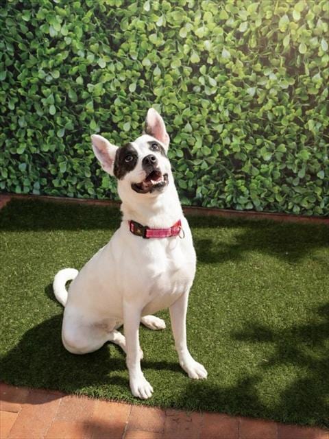 Photo of Nova, adoptable Terrier in Miami, Florida