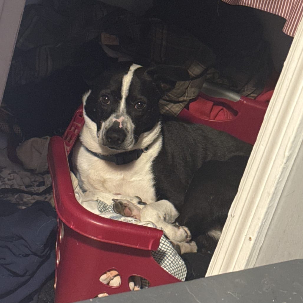 Photo of Bengee, adoptable Mixed Breed (Medium)