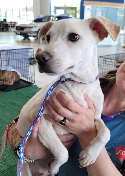 Photo of Blizzard 2, adoptable dog in Farmington, New Mexico