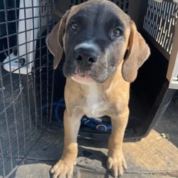 Photo of Hoss, adoptable Mastiff Mountain Cur in Kensett, Arkansas