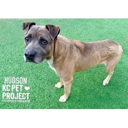 Photo of Hudson, adoptable Mixed Breed (Medium) in Kansas City, Missouri