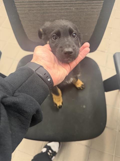 Photo of Bear Brick, adoptable German Shepherd Dog in Albuquerque, New Mexico