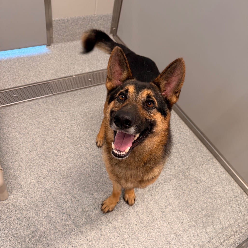 Photo of Grover, adoptable Shepherd, German in Spartanburg, South Carolina