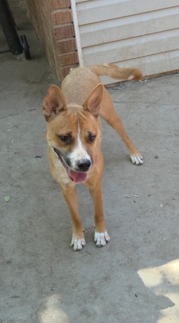 Photo of Mesa Mikey, adoptable Australian Cattle Dog/Blue Heeler in MIDWAY, Utah
