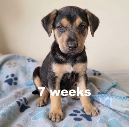 Photo of Jay Lo, adoptable Labrador Retriever in Grovertown, Indiana