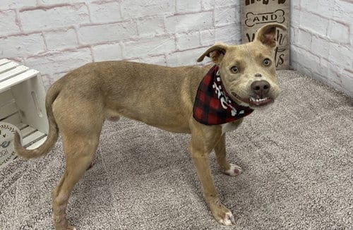 Photo of Hindu Kush, adoptable American Pit Bull Terrier in Detroit, Michigan