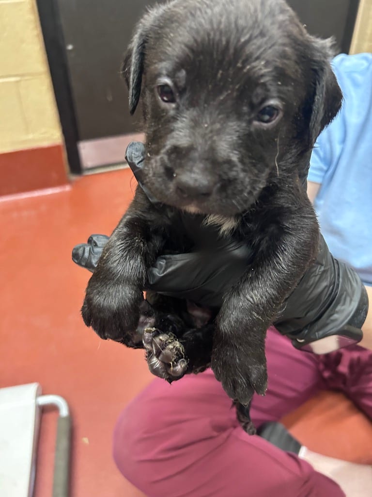 Photo of Happy, adoptable Mixed Breed in Douglasville, Georgia